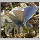 Polyommatus icarus - Hauhechelblaeuling m06.jpg